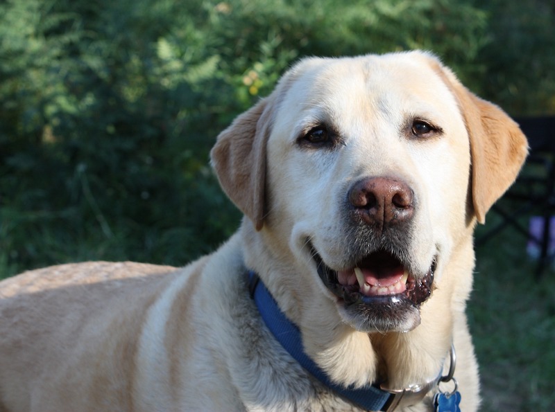 Yellow lab face panting